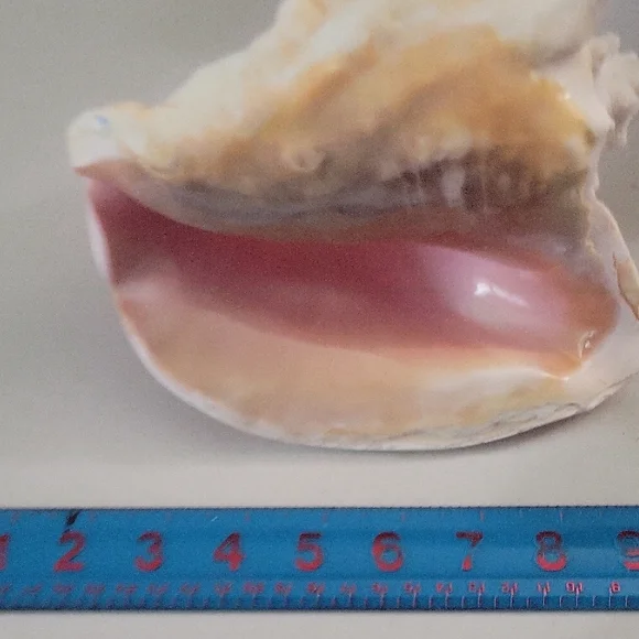 Pretty in Pink: Shell of Radiance - Picture 5 of 5